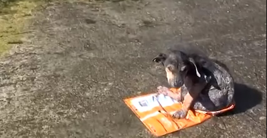 VIDEO Pronašli su zlostavljano štene u kanalu duboko više od 10 metara